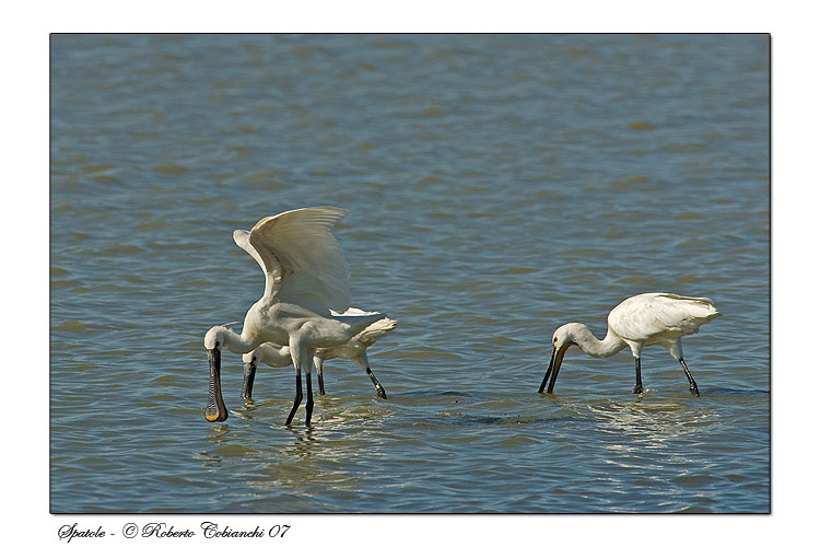 Spatola - Platalea leucorodia